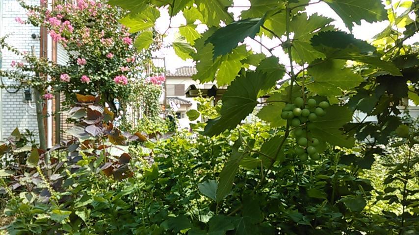 "Cherry House" Is Direct To Narita,Haneda Ap, Disney, Asakusa, Skytree Tower, Tokyo Мацудо Экстерьер фото